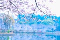 Sakura Lake-Jiangxi Academy of forestry Royalty Free Stock Photo